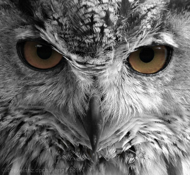 Night Owl