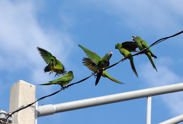The Wild Parrots of Eau Gallie Causeway