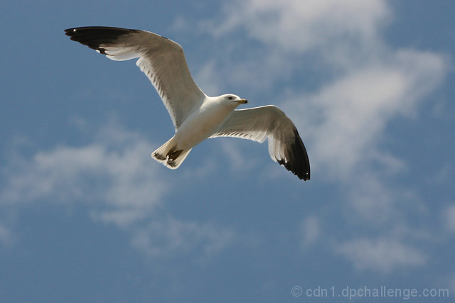  Gliding