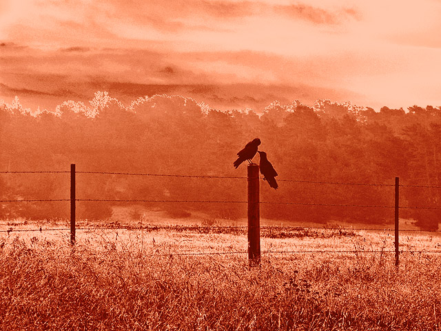 Preening In The Fog