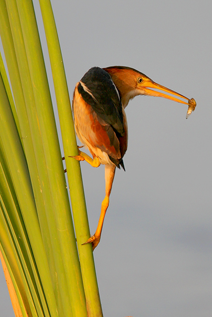 Least bittern
