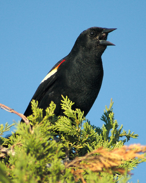 redwing blackbird