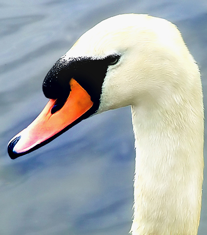 'Le beau cygne'