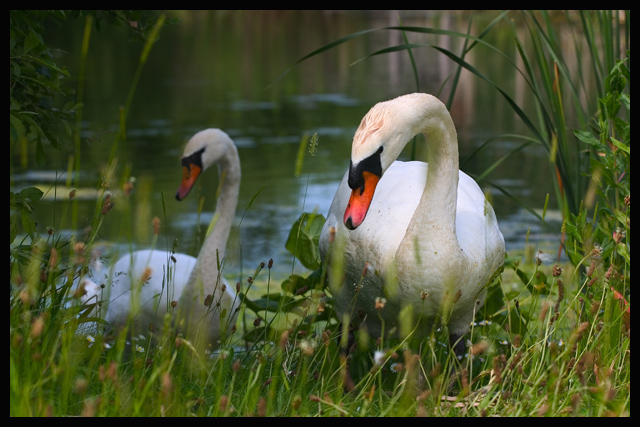 Swanning Around