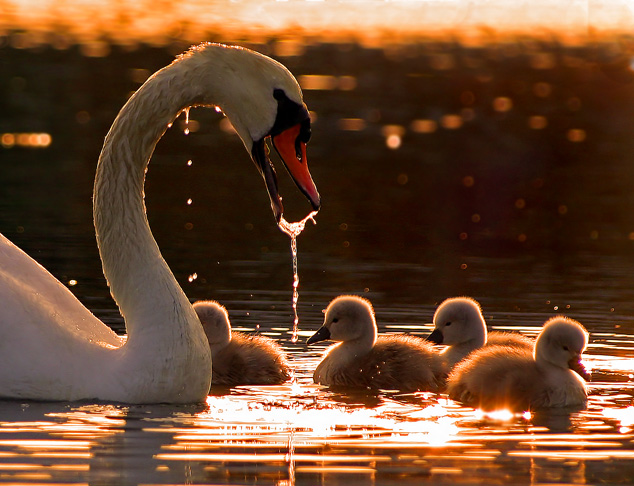 On Golden Pond