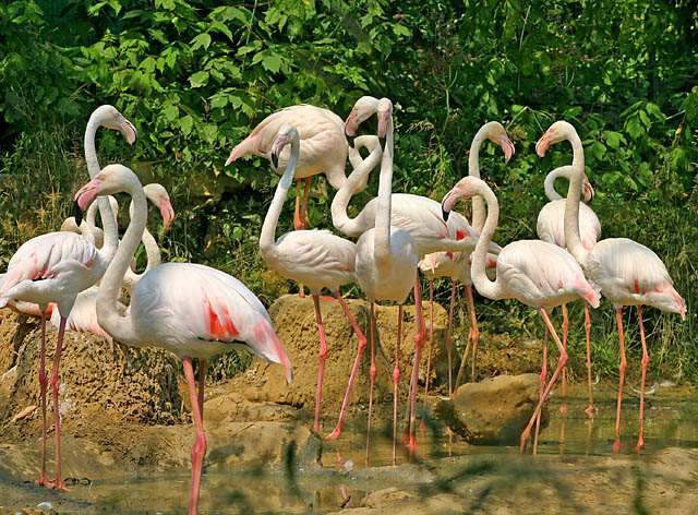 Flamingos