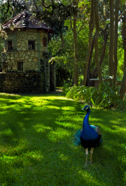 A Walk in the Garden