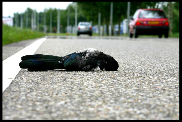 Road Kill!