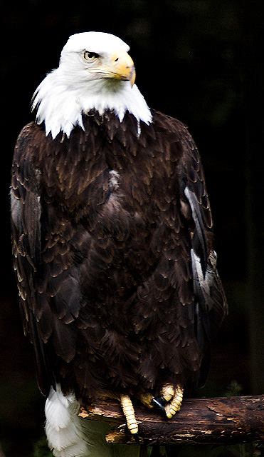 Threatened National Bird
