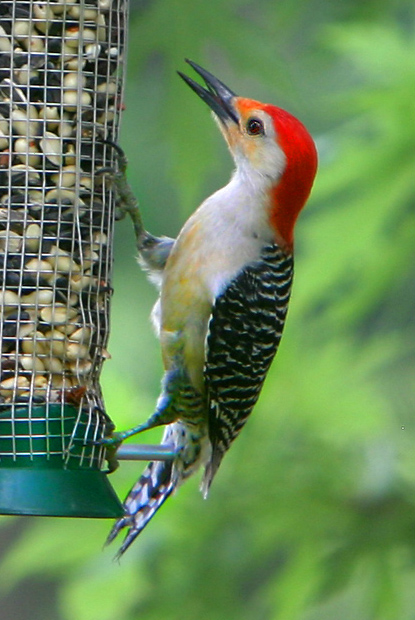Red-belly