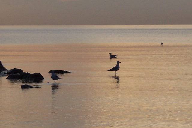 Morning Gulls