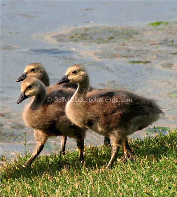 Baby Geese