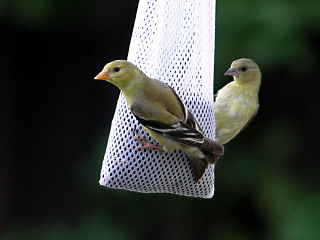 Finch Feeding Frenzy