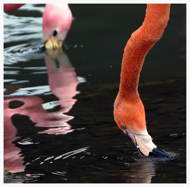The Lake and the Flamingo