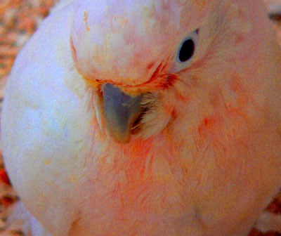 camera shy
