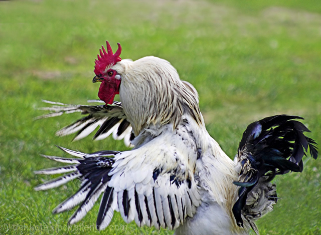 The Great Hypnochicken