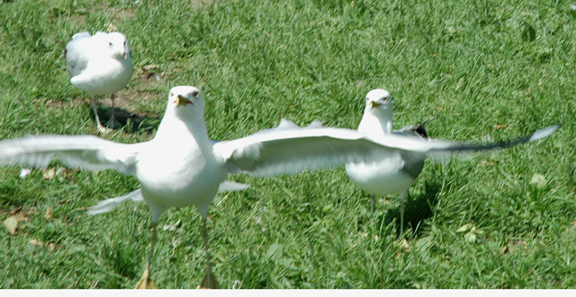 stand back...the next fry is mine