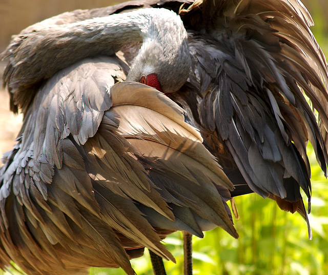 sandhill crane