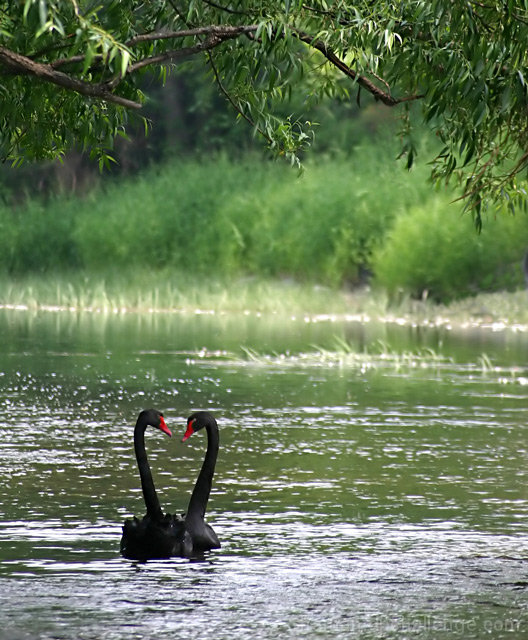 Black swans