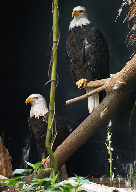 bald eagles in captivity