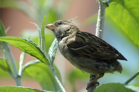 Little sparrow