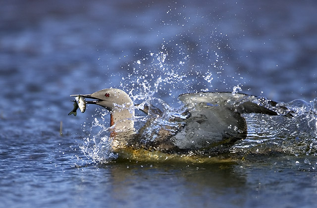 Red-throated Loon with lunch
