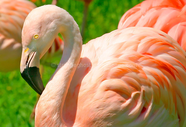 A paler shade of pink