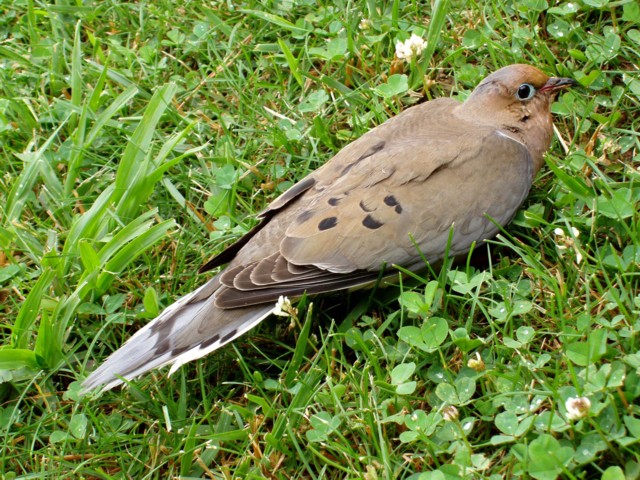 Morning Dove