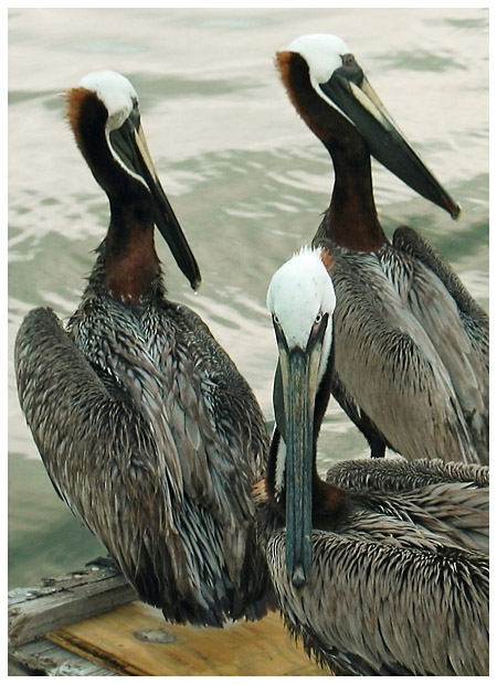 The Pelicans