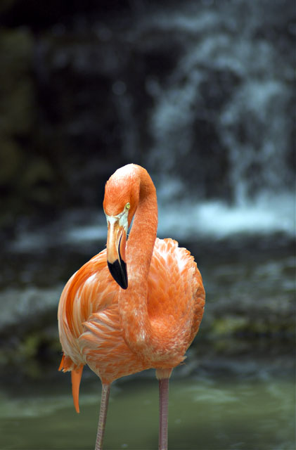 Flamingo Falls