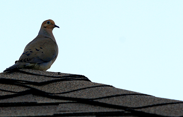 Lonely Dove