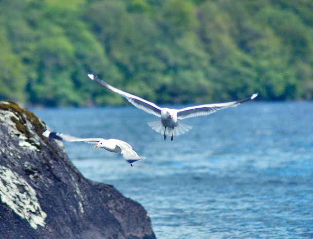 Seagull Bread Run