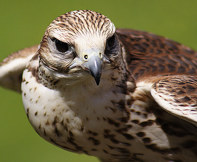 Saker Falcon