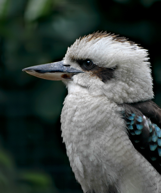 Kookaburra