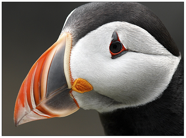 (Atlantic) Puffin