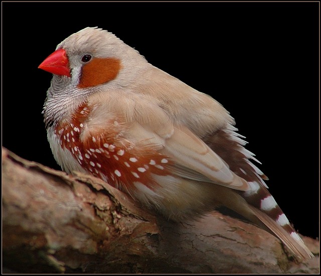 Male Zebra Finch