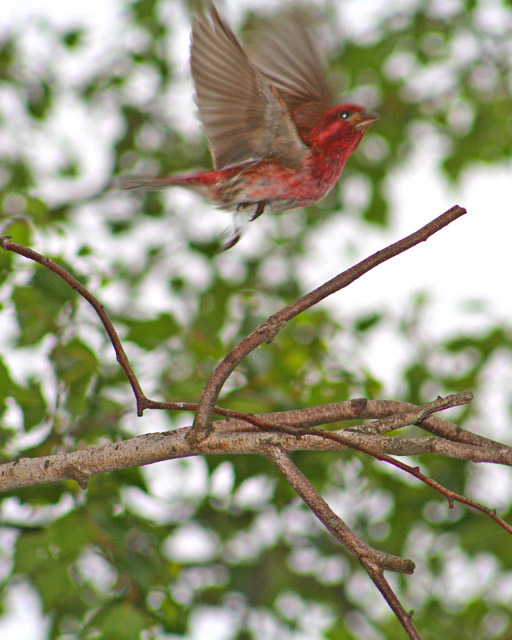 Red Bird