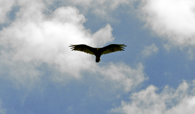 bird over Texas