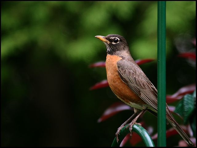 Robin - - First Summer