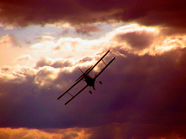 WWI Bird