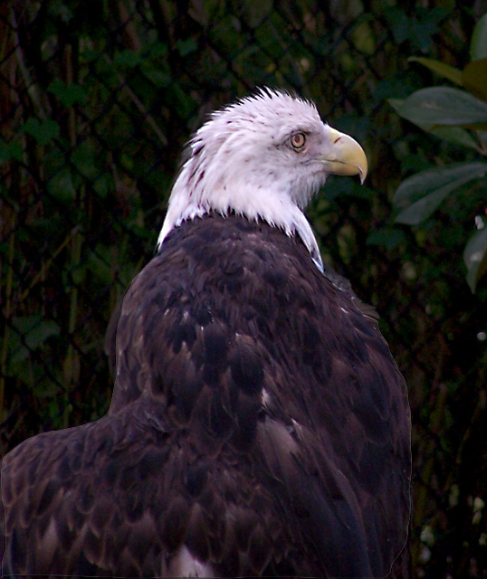 Bad Hair Day.