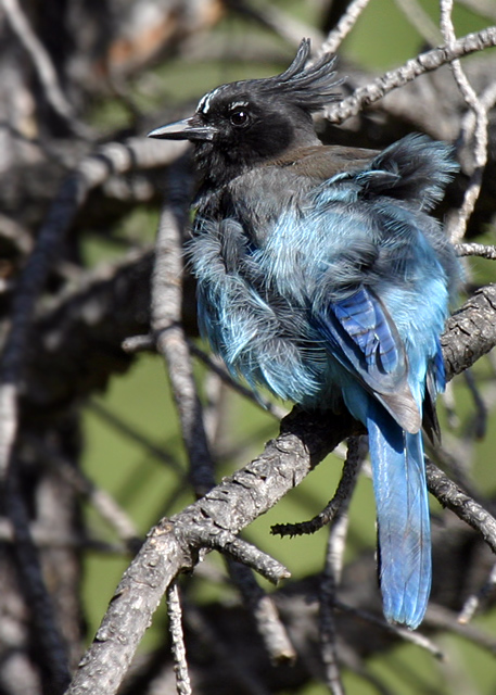 Steller's Jay on a Windy Day