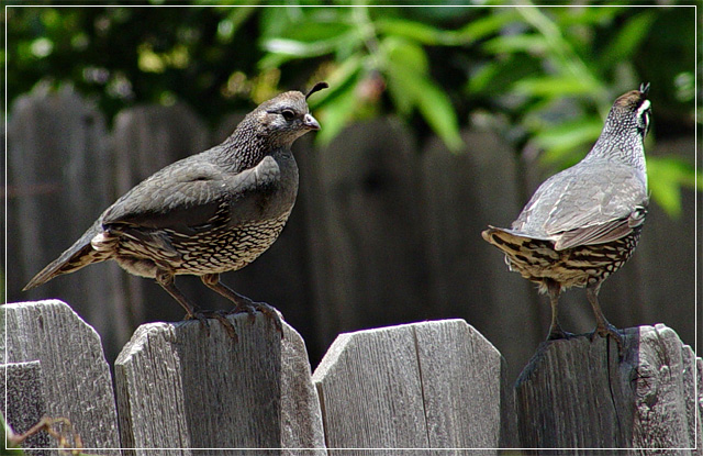 California Quail!