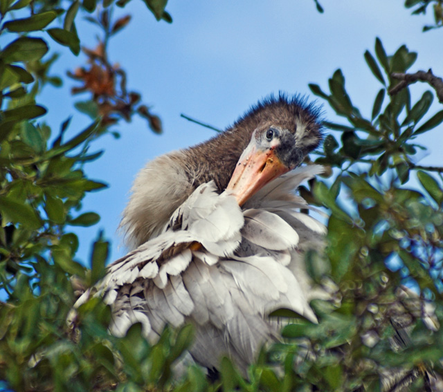 New Feathers