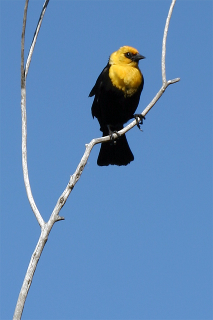 Yellow Cap Blackbird