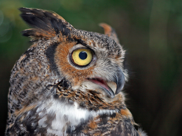 Great Horned Owl (Bubo virginianus)