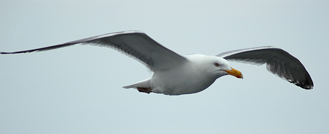 Proud Gull