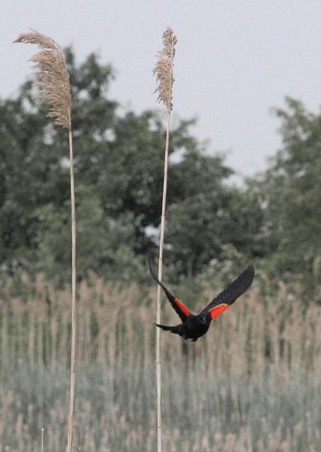 Red-winged Blackbird Wins the Slalom