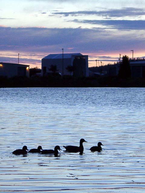 Duck Family at Sunset