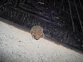 Frog Alone